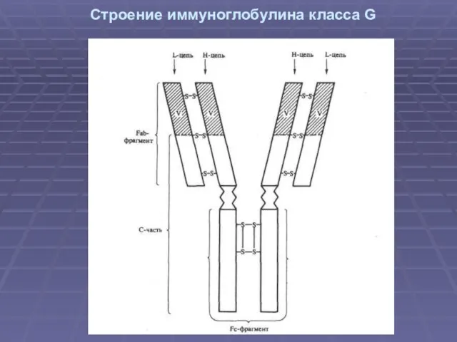 Строение иммуноглобулина класса G