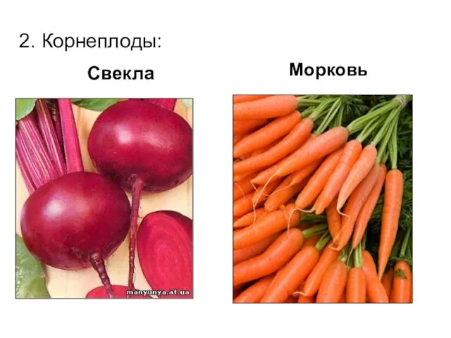 Свекла Морковь 2. Корнеплоды: