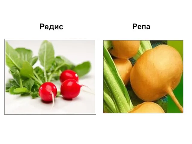 Редис Репа