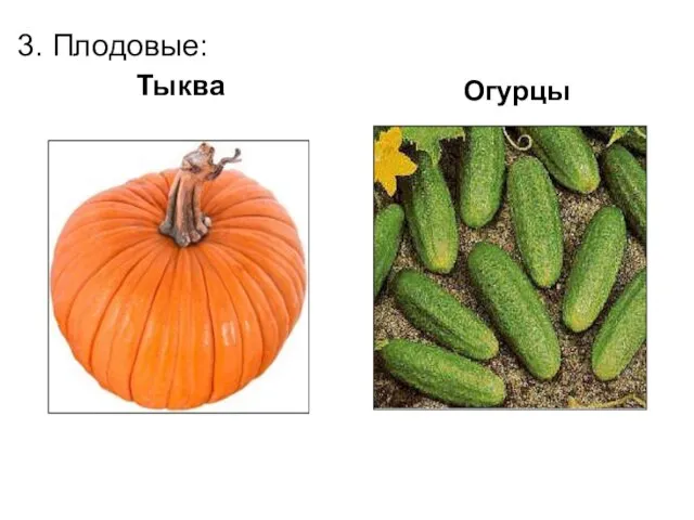 Тыква Огурцы 3. Плодовые: