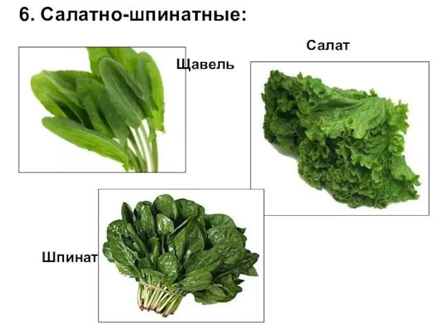 Салат Шпинат 6. Салатно-шпинатные: Щавель