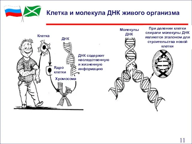 ДНК содержит наследственную и жизненную информацию Ядро клетки Хромосома Клетка ДНК Молекулы