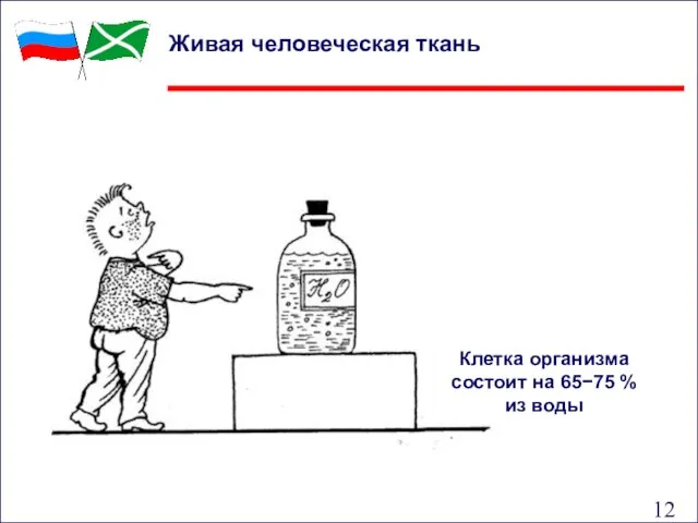 Живая человеческая ткань Клетка организма состоит на 65−75 % из воды