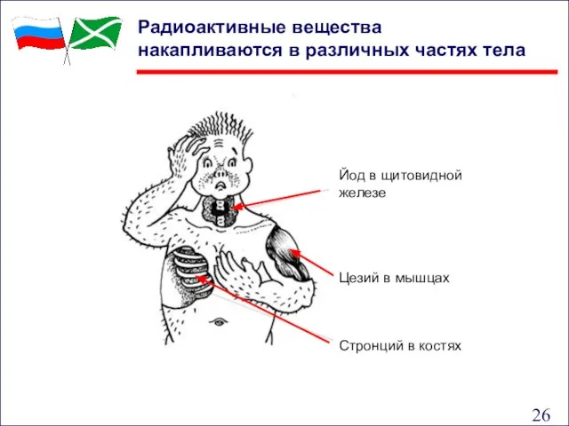 Радиоактивные вещества накапливаются в различных частях тела Йод в щитовидной железе Цезий