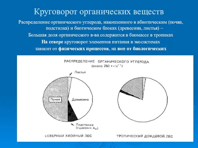 Круговорот органических веществ Распределение органического углерода, накопленного в абиотическим (почва, подстилка) и