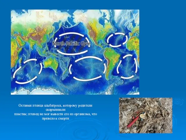 Останки птенца альбатроса, которому родители скармливали пластик; птенец не мог вывести его