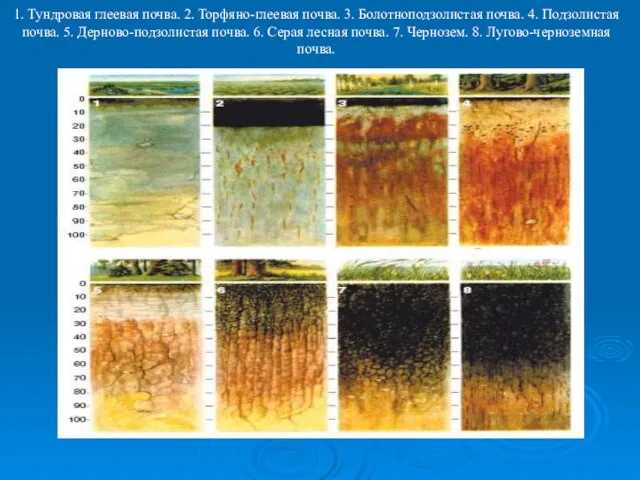 1. Тундровая глеевая почва. 2. Торфяно-глеевая почва. 3. Болотноподзолистая почва. 4. Подзолистая