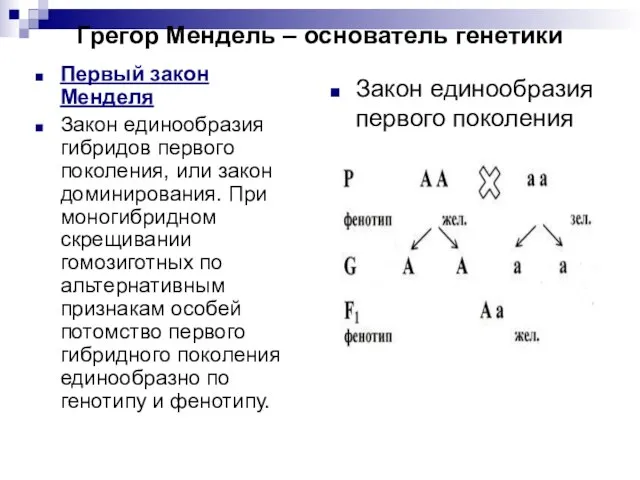 Грегор Мендель – основатель генетики Первый закон Менделя Закон единообразия гибридов первого