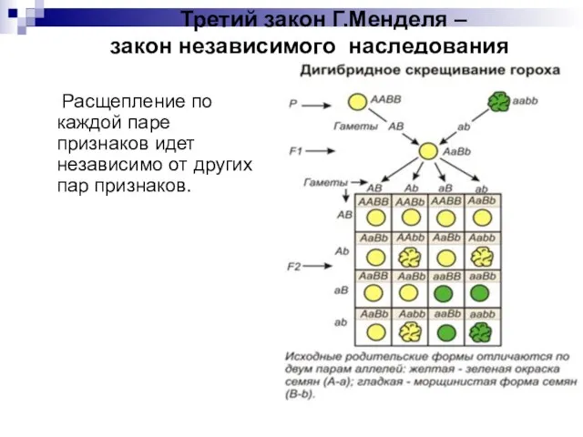 Третий закон Г.Менделя – закон независимого наследования Расщепление по каждой паре признаков