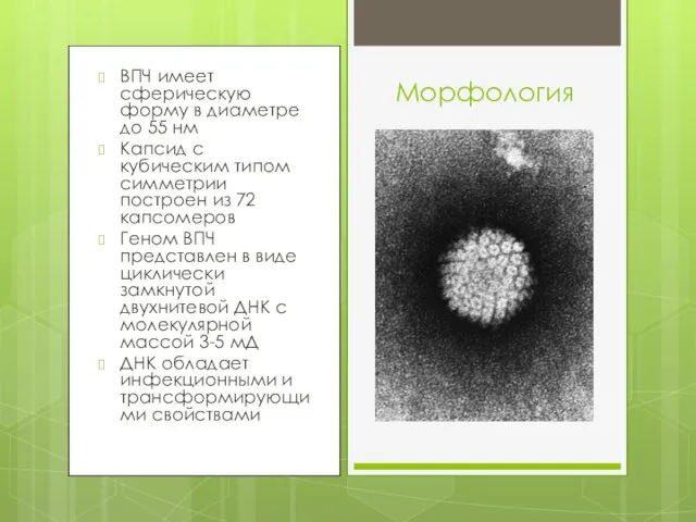 ВПЧ имеет сферическую форму в диаметре до 55 нм Капсид с кубическим