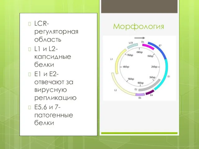 LCR-регуляторная область L1 и L2- капсидные белки Е1 и Е2- отвечают за