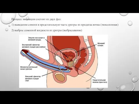 Процесс эякуляции состоит из двух фаз: 1) выведение семени в предстательную часть