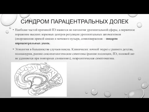 СИНДРОМ ПАРАЦЕНТРАЛЬНЫХ ДОЛЕК Наиболее частой причиной ПЭ является не патология урогенитальной сферы,