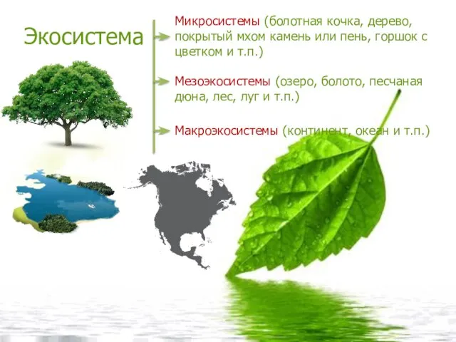 Экосистема Микросистемы (болотная кочка, дерево, покрытый мхом камень или пень, горшок с