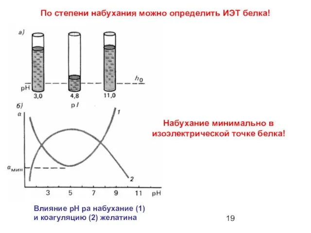 Влияние рН ра набухание (1) и коагуляцию (2) желатина По степени набухания