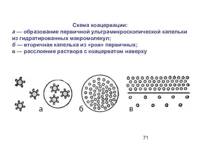 Схема коацервации: а — образование первичной ультрамикроскопической капельки из гидратированных макромолекул; б