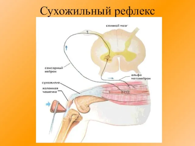 Сухожильный рефлекс