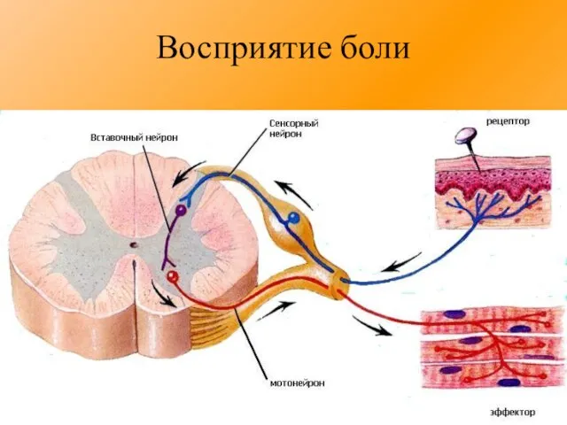 Восприятие боли