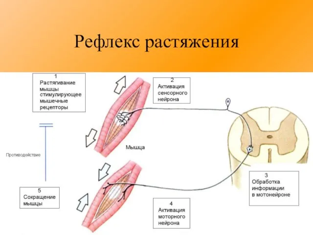 Рефлекс растяжения