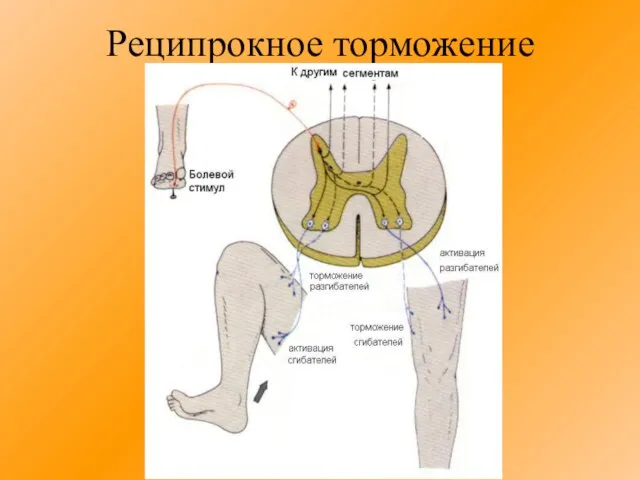 Реципрокное торможение