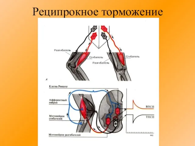 Реципрокное торможение