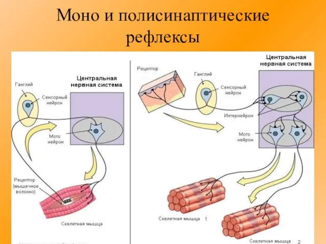 Моно и полисинаптические рефлексы