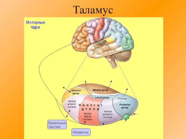 Таламус