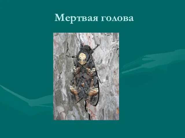 Мертвая голова