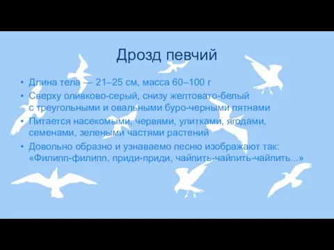 Дрозд певчий Длина тела — 21–25 см, масса 60–100 г Сверху оливково-серый,