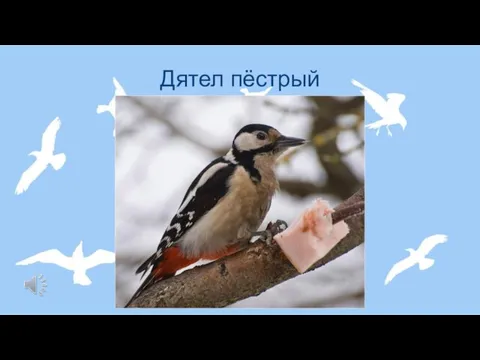 Дятел пёстрый