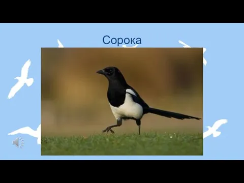 Сорока