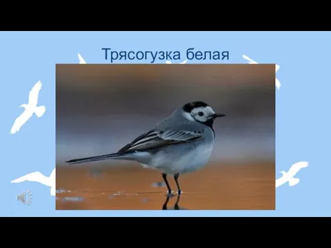 Трясогузка белая