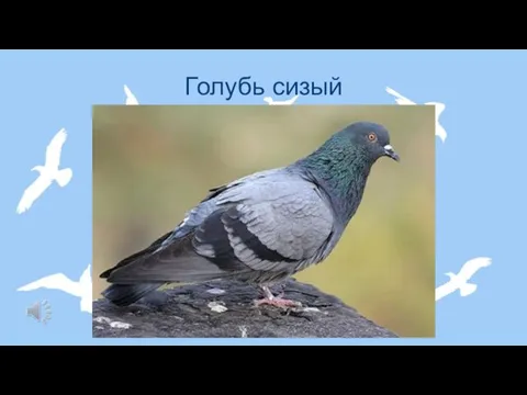 Голубь сизый