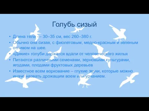 Голубь сизый Длина тела — 30–35 см, вес 260–380 г. Обычно она