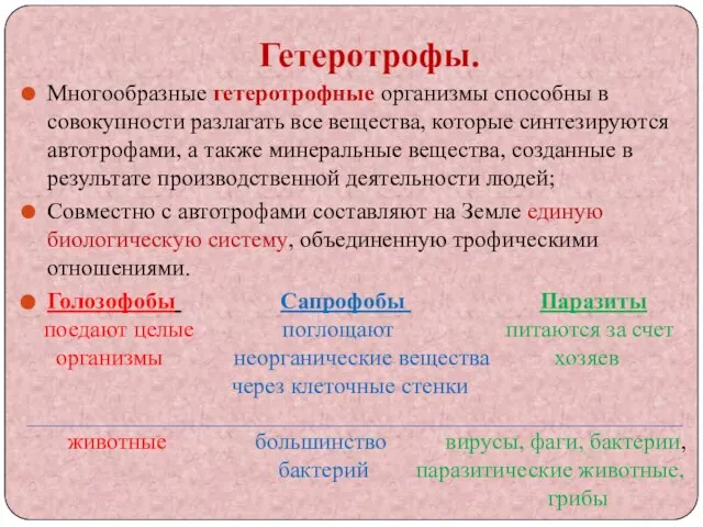 Гетеротрофы. Многообразные гетеротрофные организмы способны в совокупности разлагать все вещества, которые синтезируются