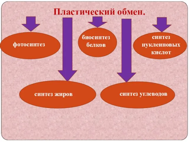 Пластический обмен. фотосинтез биосинтез белков синтез нуклеиновых кислот синтез жиров синтез углеводов