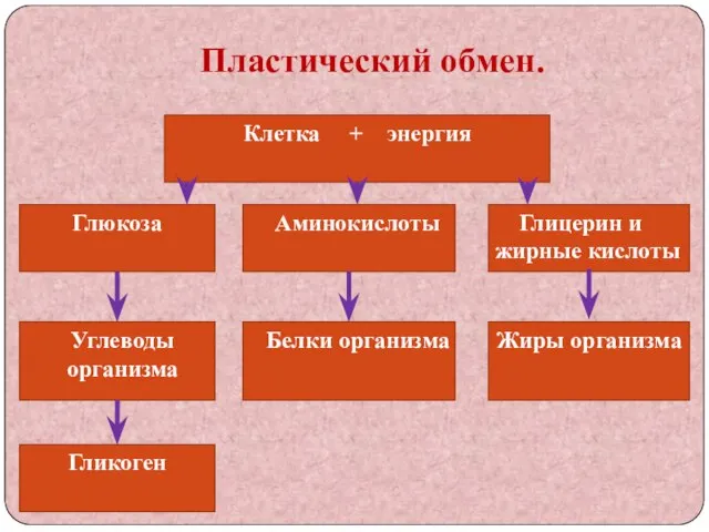 Пластический обмен. Клетка + энергия Глюкоза Углеводы организма Гликоген Аминокислоты Белки организма