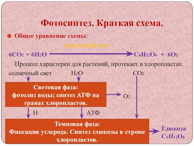 Фотосинтез. Краткая схема. Общее уравнение схемы: солнечный свет 6СО2 + 6Н2О С6Н12О6
