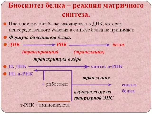 Биосинтез белка – реакция матричного синтеза. План построения белка закодирован в ДНК,