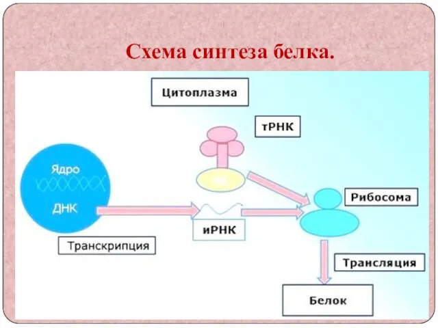 Схема синтеза белка.