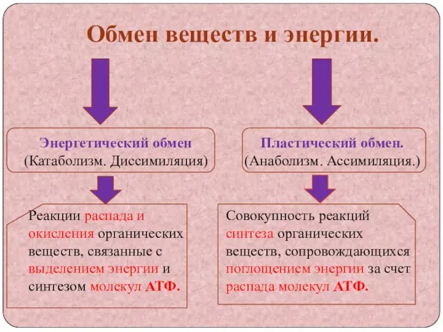 Обмен веществ и энергии. Энергетический обмен (Катаболизм. Диссимиляция) Реакции распада и окисления