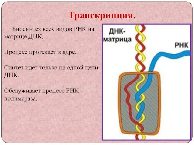 Транскрипция. Биосинтез всех видов РНК на матрице ДНК. Процесс протекает в ядре.