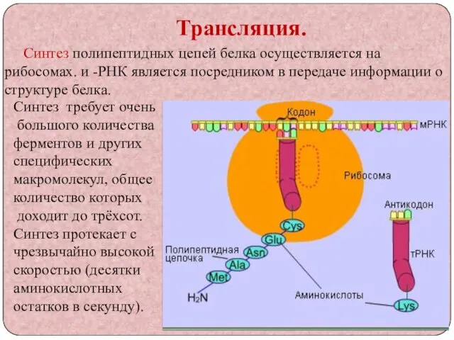 Трансляция. Синтез полипептидных цепей белка осуществляется на рибосомах. и -РНК является посредником