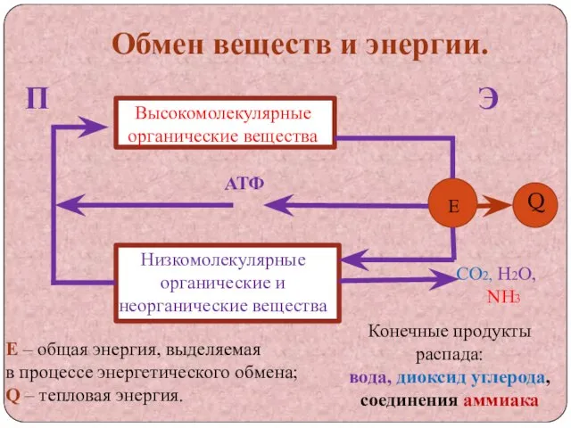 Обмен веществ и энергии. П Э АТФ Высокомолекулярные органические вещества н Низкомолекулярные