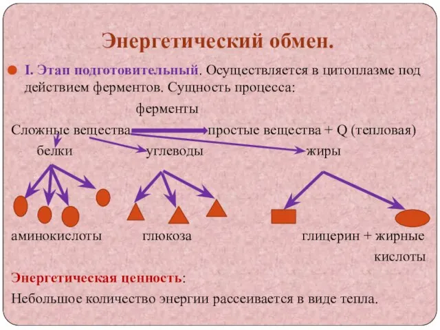 Энергетический обмен. I. Этап подготовительный. Осуществляется в цитоплазме под действием ферментов. Сущность