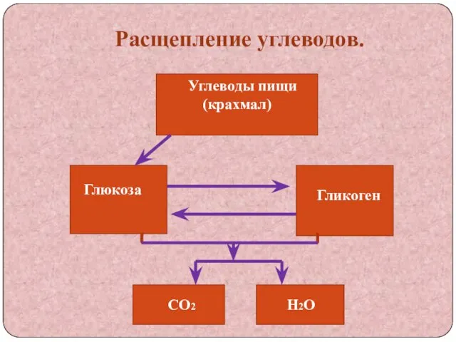 Расщепление углеводов. Углеводы пищи (крахмал) Глюкоза Гликоген СО2 Н2О