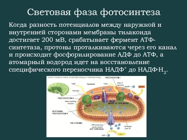 Световая фаза фотосинтеза Когда разность потенциалов между наружной и внутренней сторонами мембраны