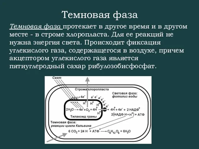 Темновая фаза Темновая фаза протекает в другое время и в другом месте