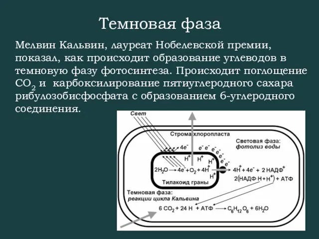 Темновая фаза Мелвин Кальвин, лауреат Нобелевской премии, показал, как происходит образование углеводов