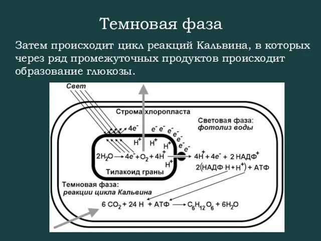 Темновая фаза Затем происходит цикл реакций Кальвина, в которых через ряд промежуточных продуктов происходит образование глюкозы.